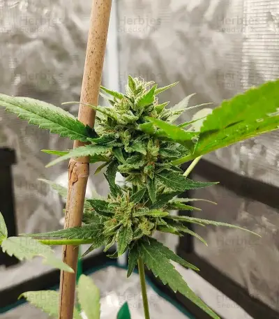 Space Cookies Auto feminisierte Samen (Delicious Seeds)