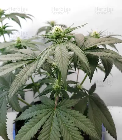 White Panther (White Snurf) (Ceres Seeds) Cannabis-Samen