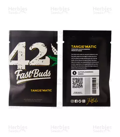 Tangie'matic Auto feminisierte Samen (Fast Buds)