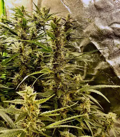 K.O Crop Auto (Cream of the Crop Seeds) Cannabis-Samen