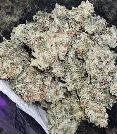 Amphetamine Auto (Cream of the Crop Seeds) Cannabis-Samen