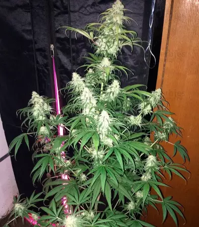 Lemon Shining Silver Haze (RQS) Cannabis-Samen
