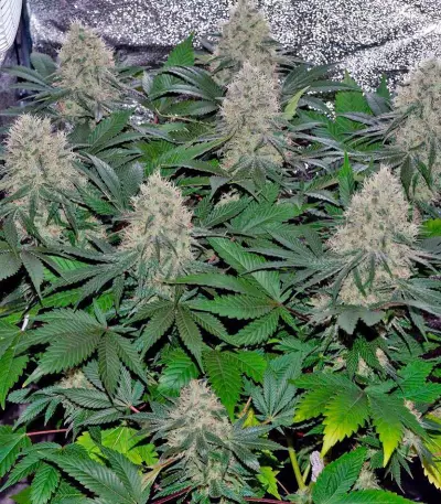 Neville's Haze (GHS) Cannabis-Samen