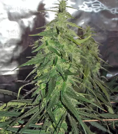 Desfrán (Dutch Passion) Cannabis-Samen