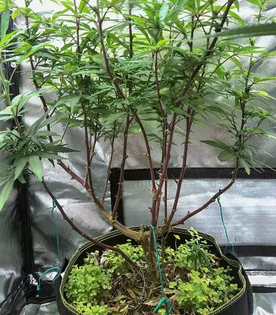 Cali Bay Dream (Garden of Green Seeds)