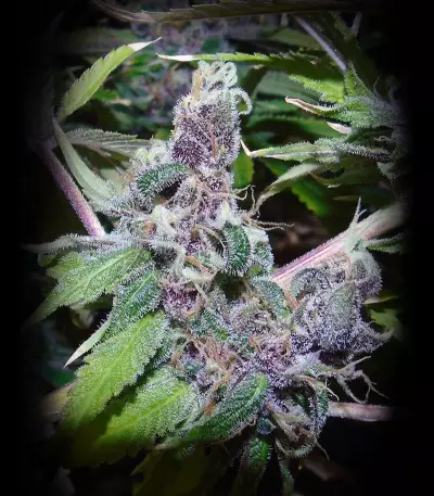 American Beauty (Dr. Underground) Cannabis-Samen