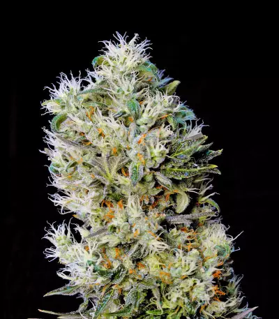 Amnesia Bilbo Auto (Genehtik Seeds) Cannabis-Samen