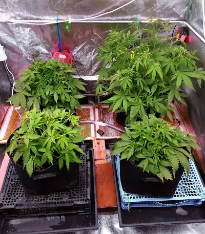 Auto Gelato strain