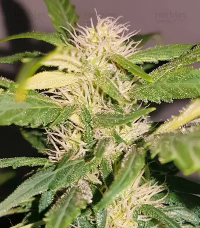 Auto Kaya 47 (Advanced Seeds) Cannabis-Samen