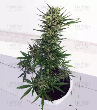 Auto Malawi x Northern Lights (Ace Seeds) Cannabis-Samen