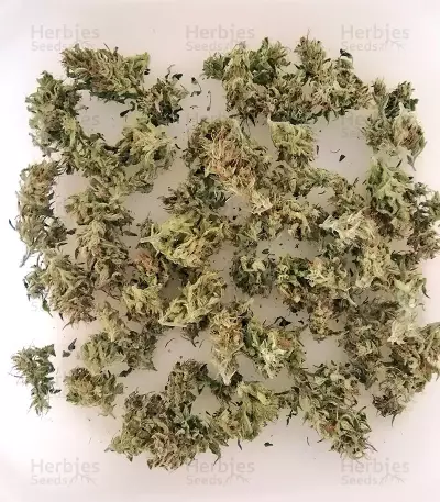 BCN Power Plant Autoflower (Seedstockers) Cannabis-Samen