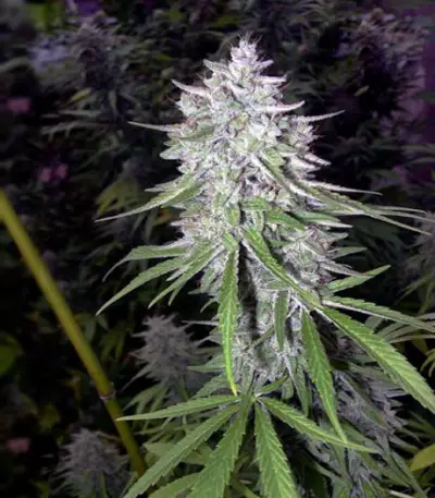 Bangi Haze (Ace Seeds) Cannabis-Samen