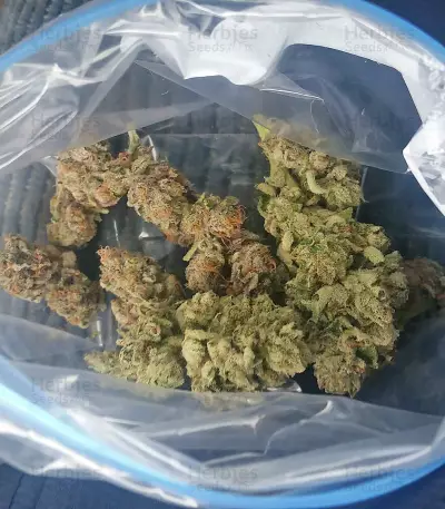 Bubba Gum Auto strain