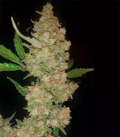 Buddha Magnum Auto regular (Buddha Seeds) Cannabis-Samen