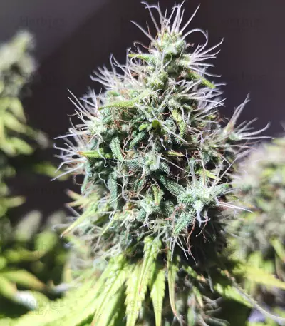 CBD Blue Shark (Barney's Farm) Cannabis-Samen