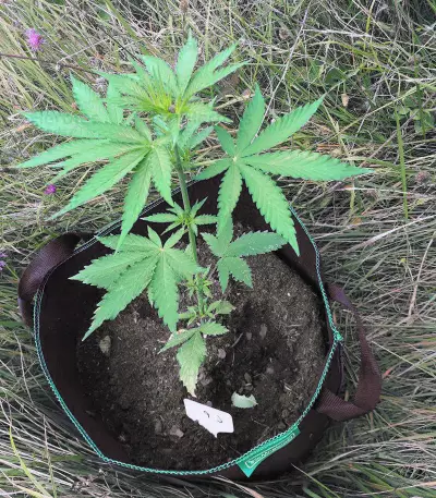 CBD Lemon Potion Auto (Barney's Farm) Cannabis-Samen