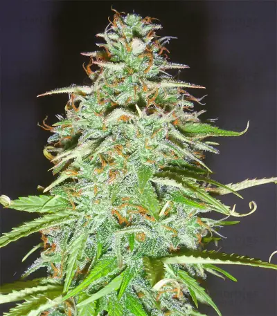 Candy Kush Auto (Auto Seeds) Cannabis-Samen