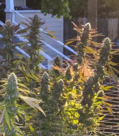 Candyland (Grand Daddy Purp) Cannabis-Samen