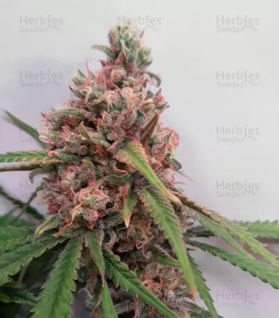 Canalope Haze (DNA Genetics)