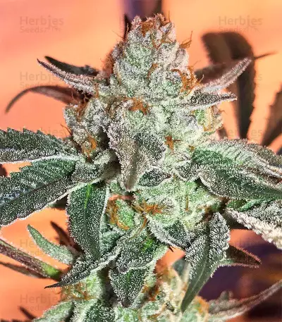 Gorilla Cookies (Big Head Seeds) Cannabis-Samen