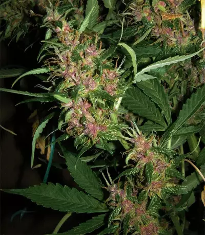 Grandaddy Banner (Big Head Seeds) Cannabis-Samen