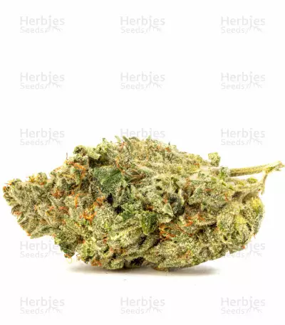 Headbanger Regular (Karma Genetics) Cannabis-Samen