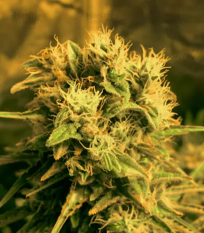 Kong 47 (Dr. Underground) Cannabis-Samen