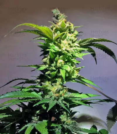 Kosher Kush (Reserva Privada) Cannabis-Samen