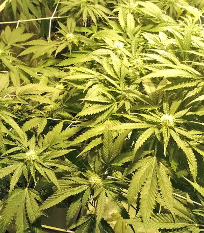 Kripple Roulette (Dr. Krippling Seeds) Cannabis-Samen