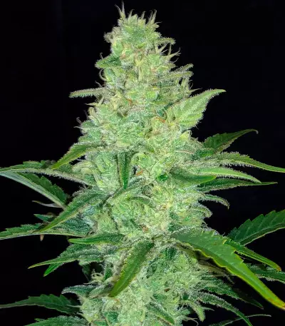 Mimosa Cake Auto feminisierte Samen (Fast Buds)