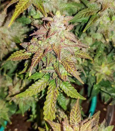 Original Auto Skunk (Fast Buds) Cannabis-Samen