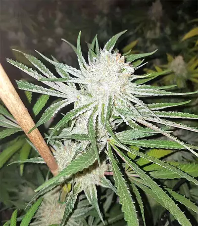 Original Bruce Banner regular (Dark Horse Genetics) Cannabis-Samen