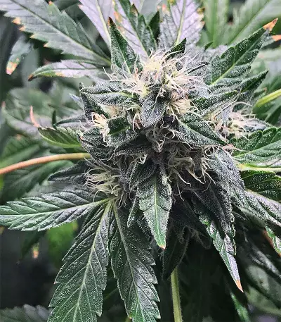 Original Bruce Banner regular (Dark Horse Genetics) Cannabis-Samen