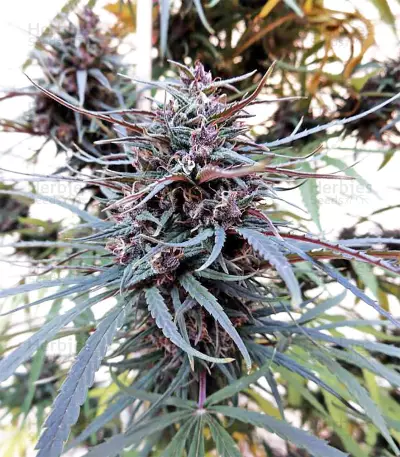 Purple Haze x Malawi (Ace Seeds) Cannabis-Samen