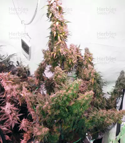 Skunk #1 Automatic (Sensi Seeds) Cannabis-Samen