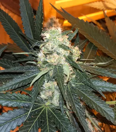 Skunk #1 (Sensi Seeds) Cannabis-Samen