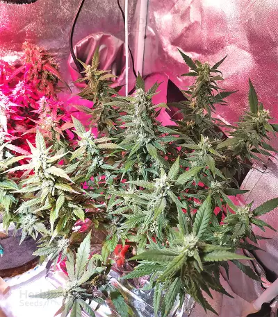 Skywalka Cookies (Big Head Seeds) Cannabis-Samen