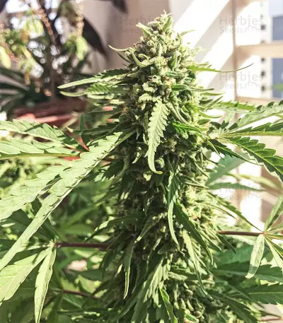 Sour Kush (Reserva Privada) Cannabis-Samen