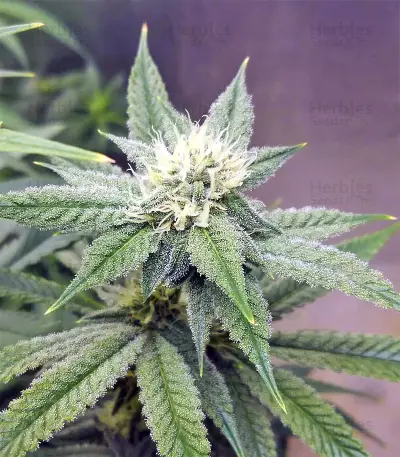 Strawberry Banana (Big Head Seeds) Cannabis-Samen