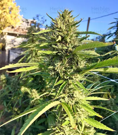 Strawberry Banana (Big Head Seeds) Cannabis-Samen