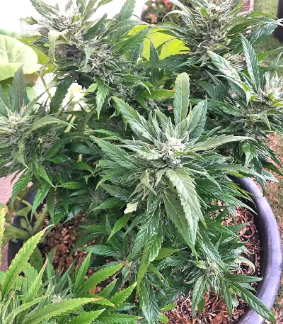 Strawberry Banana (Big Head Seeds) Cannabis-Samen