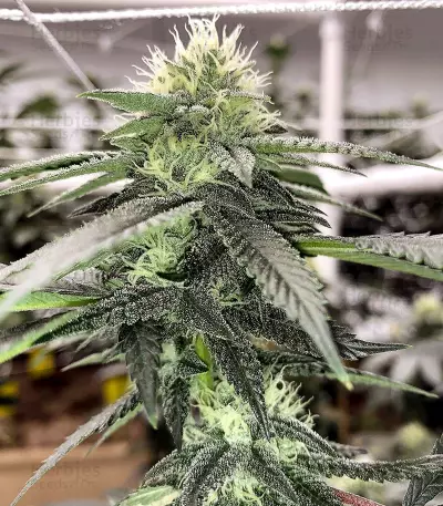 Tha Melon Regular (Karma Genetics) Cannabis-Samen