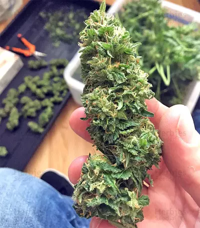 Wedding Cake (Big Head Seeds) Cannabis-Samen