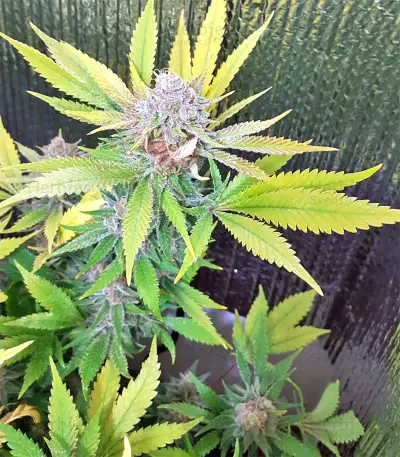 White Critical (White Widow +) (Original Sensible Seeds) Cannabis-Samen