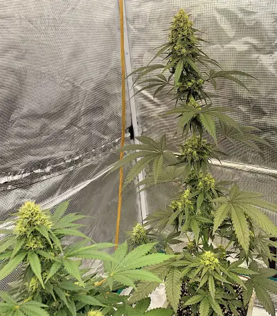 Zombie Kush (Ripper Seeds) Cannabis-Samen