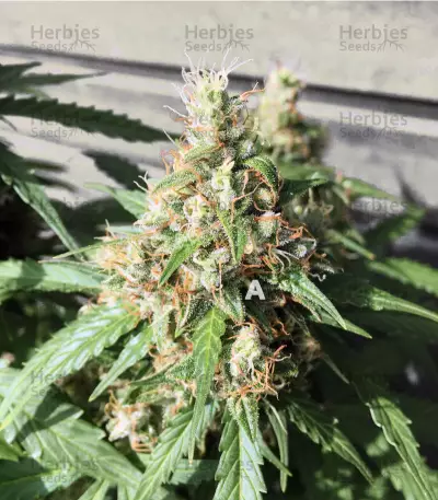 AK420 (Seedstockers) Cannabis-Samen
