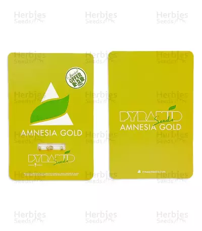 Amnesia Gold strain seeds