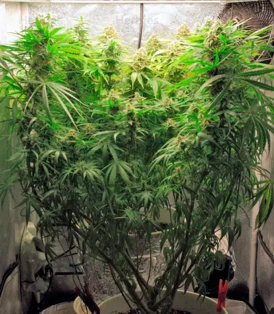 Arjan's Haze #3 (GHS) Cannabis-Samen