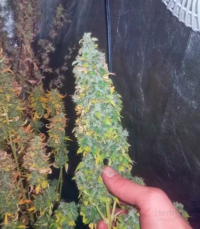 Auto Jack strain