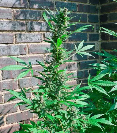 Big Bang Auto (GHS) Cannabis-Samen